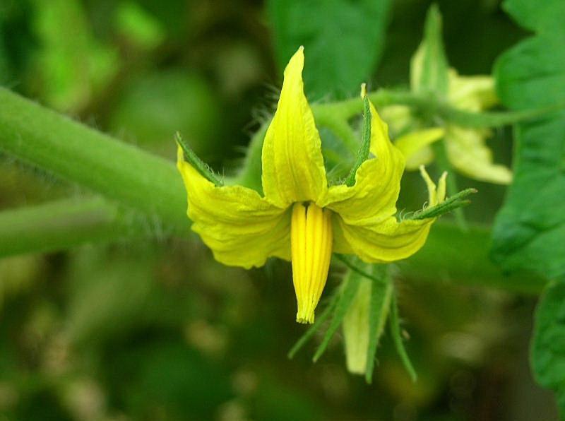 Solanum lycopersicum / Pomodoro (pianta coltivata)